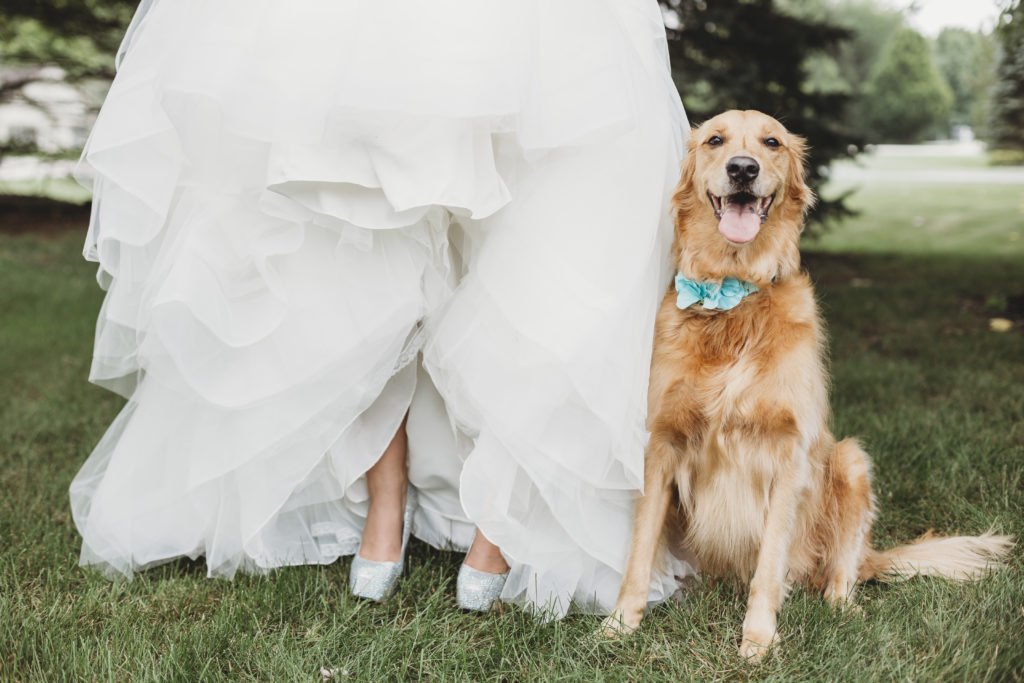dog in your national park wedding - Happy dog sitting next to a bride after her National Park Elopement