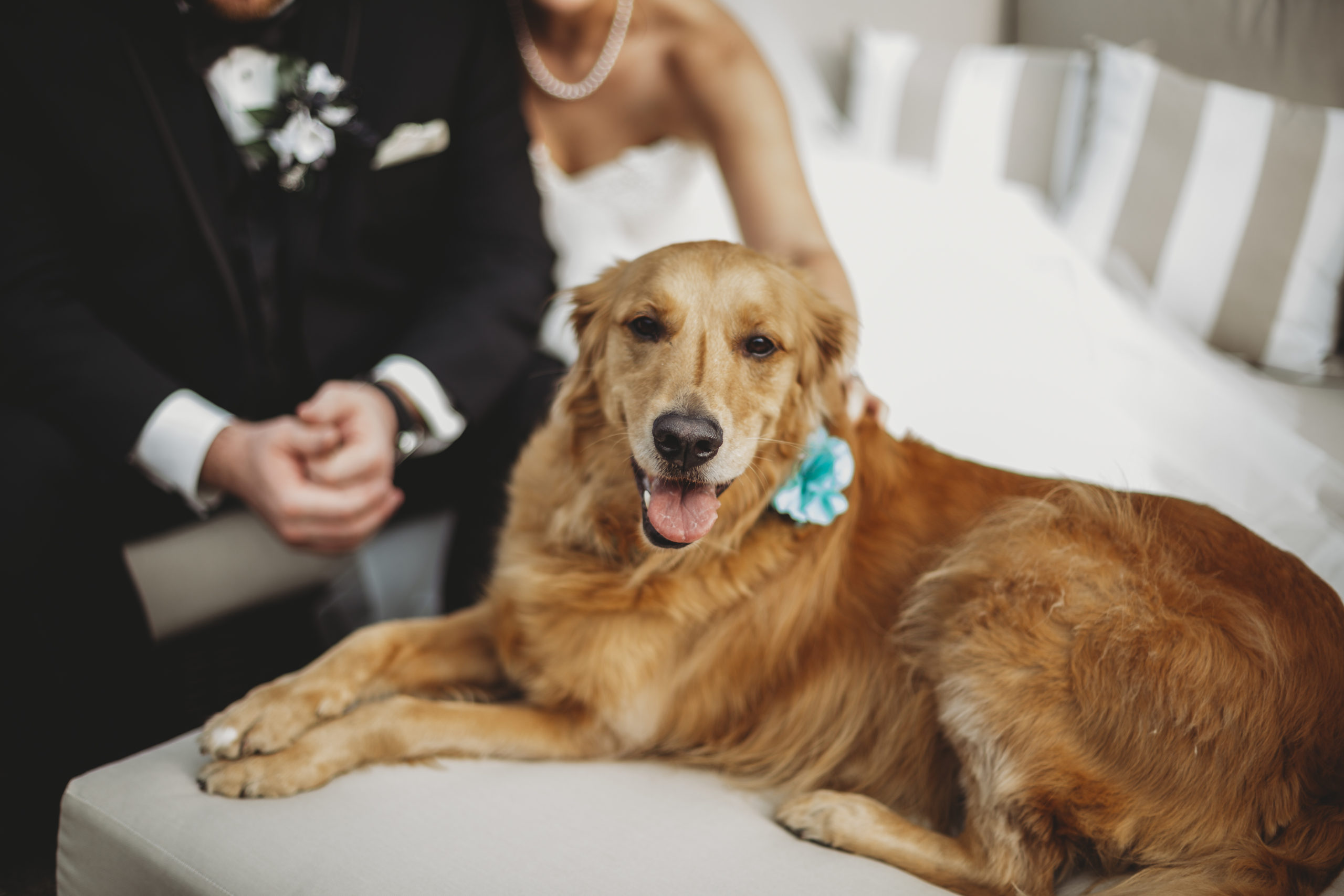 Top 3 Dog Friendly Hotels in Vegas- Bride and groom petting their dog after their Las Vegas, Nevada Elopement