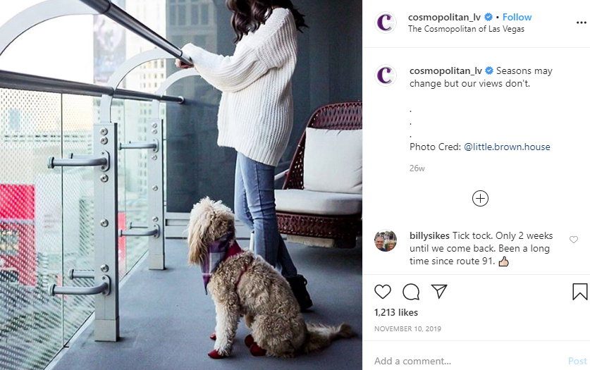 Top 3 Dog Friendly Hotels In Vegas- Cute golden doodle enjoying his time at The Cosmopolitan Hotel in Las Vegas, Nevada