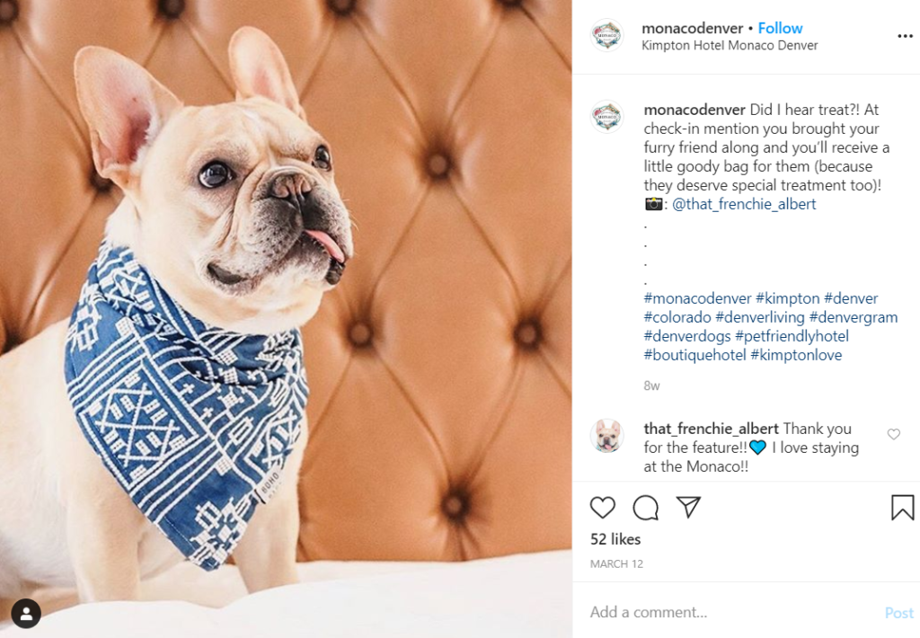 Top 3 Dog Friendly Hotels in Denver- Cute dog enjoying snuggles on a bed at  the Kimpton Hotel Monaco in Denver