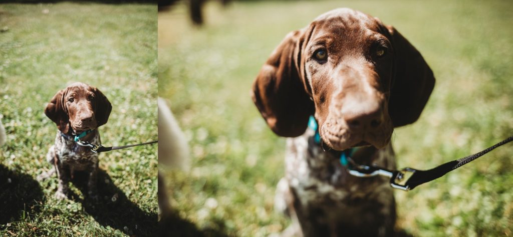 german short haired pointer puppy excited about the Lafayette, Indiana couples session