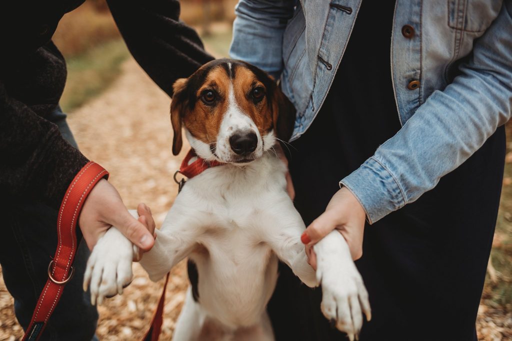 dog dances with man and woman for their engagement pictures 