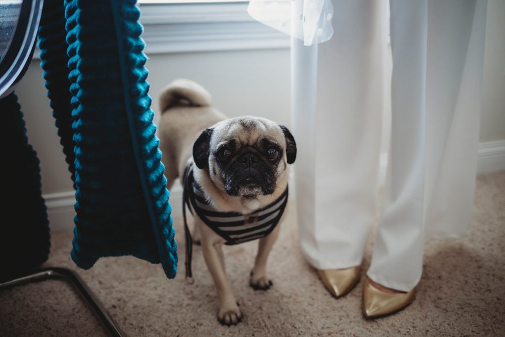 the couples pug awaits his owners West Lafayette Indiana Elopement