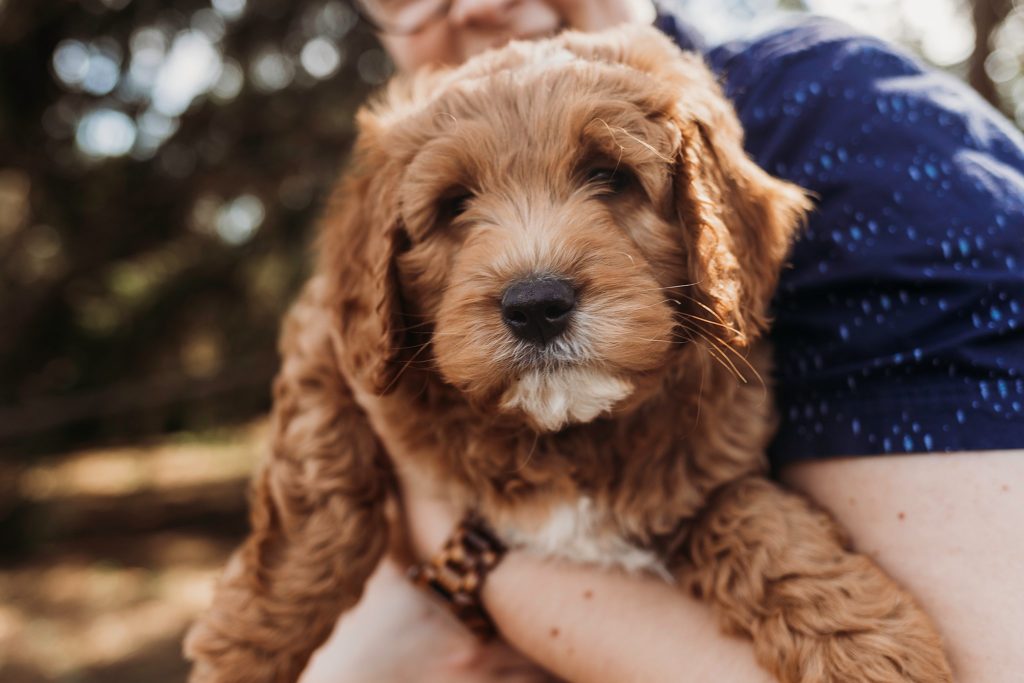 golden puppy being held while looking at the camera