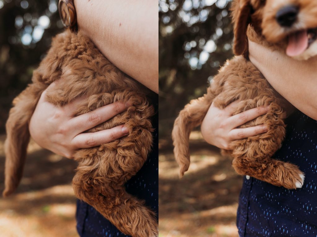 hand holding the tail end of the golden puppy