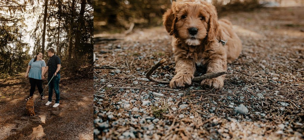 golden dog laying in the gravel and brush while holding a stick and looking at the camera