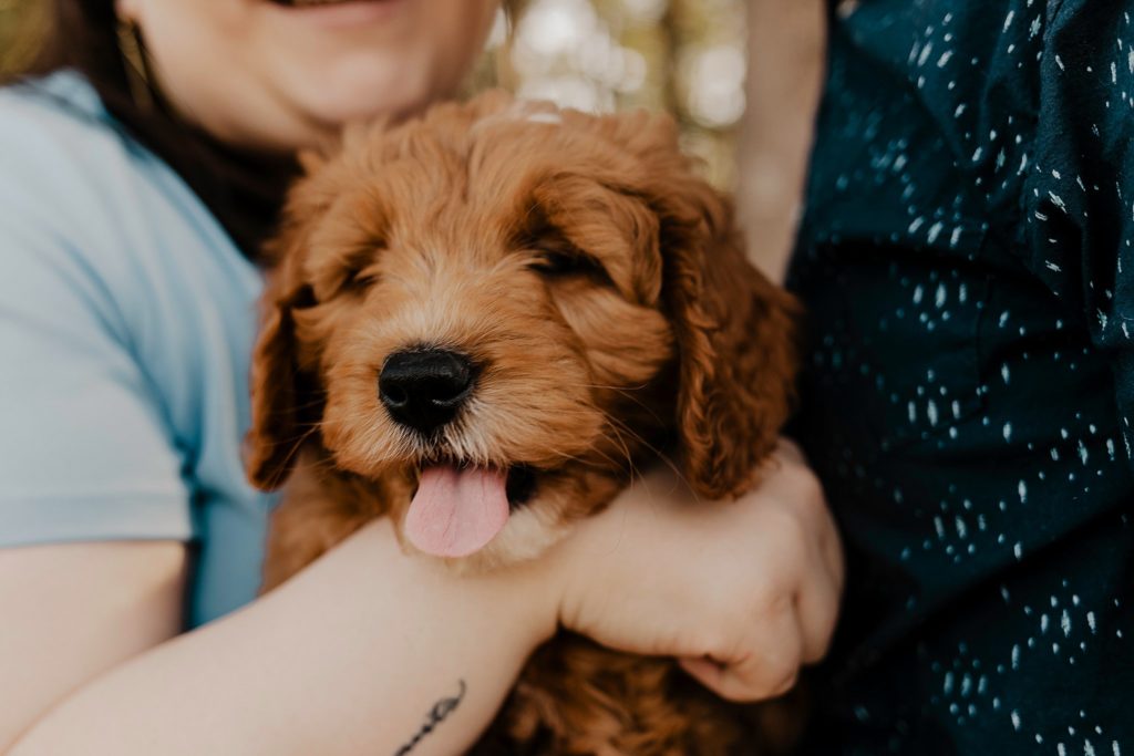 arms holding the puppy while it pants with its tongue out