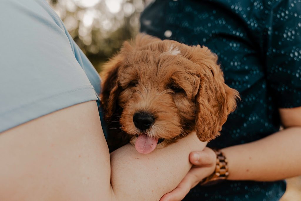 arms holding puppy while tongue is sticking out