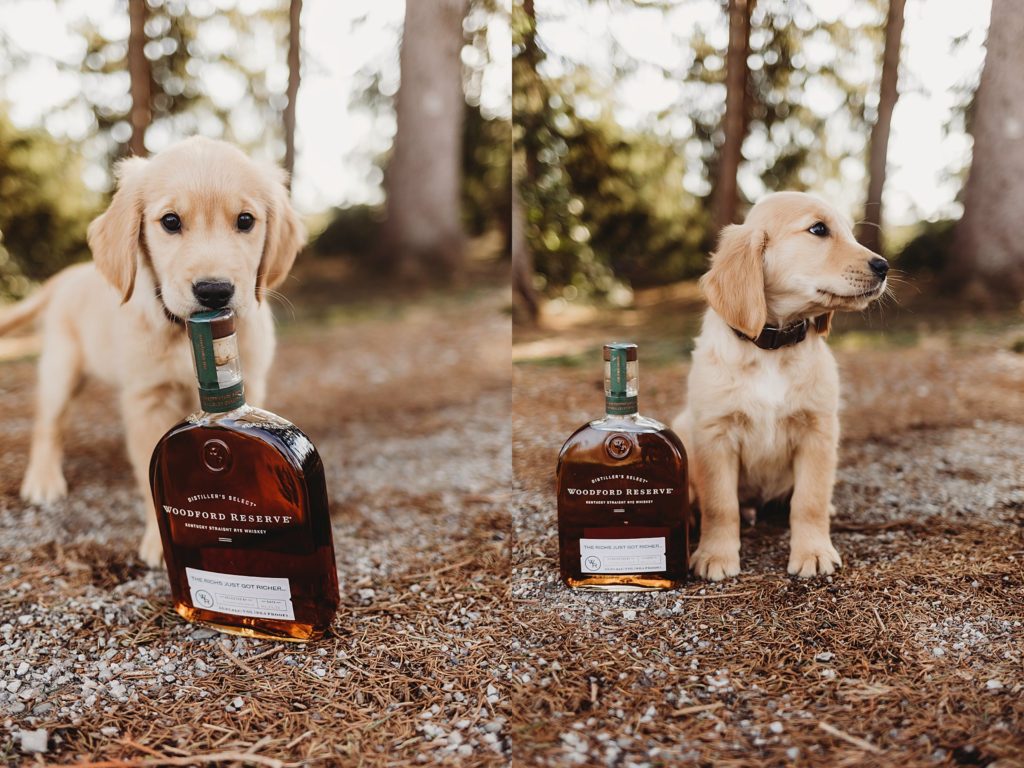 pupping sitting beside a bottle of woodford reserve whiskey at Purdue horticulture park.