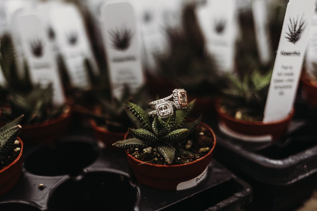 engagement rings sitting on a small potted cactus
